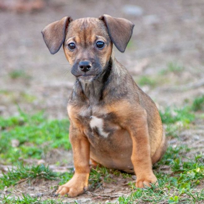 Animal Shelters Call for Foster Families During the Pandemic