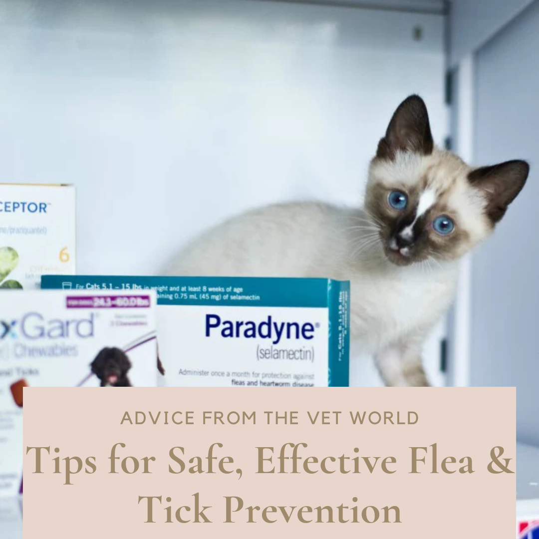 Safe effective flea tick treatment sign with cat peeking over boxes of veterinarian approved meds