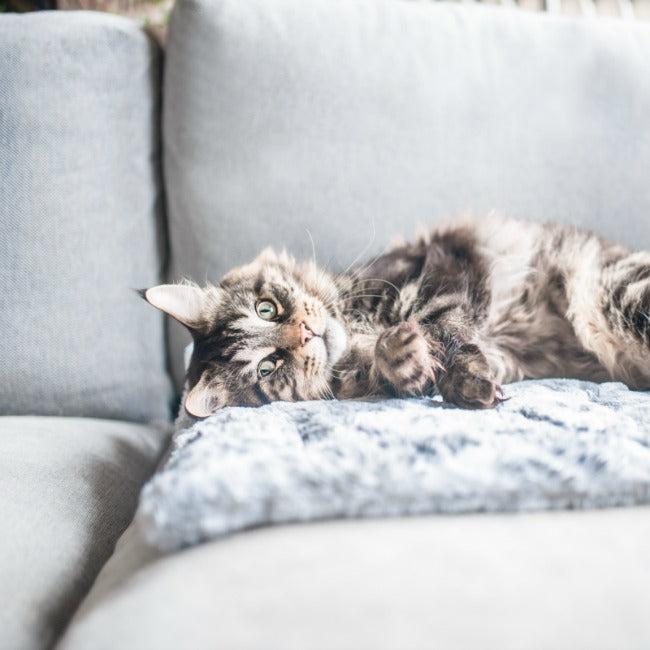 Janery 10 Ways to Easily Fight Pet Fur