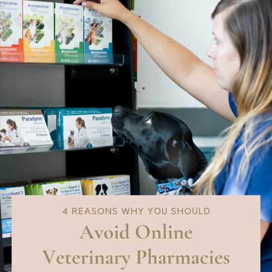 Read This Before Ordering Pet Medication Online To Save Money