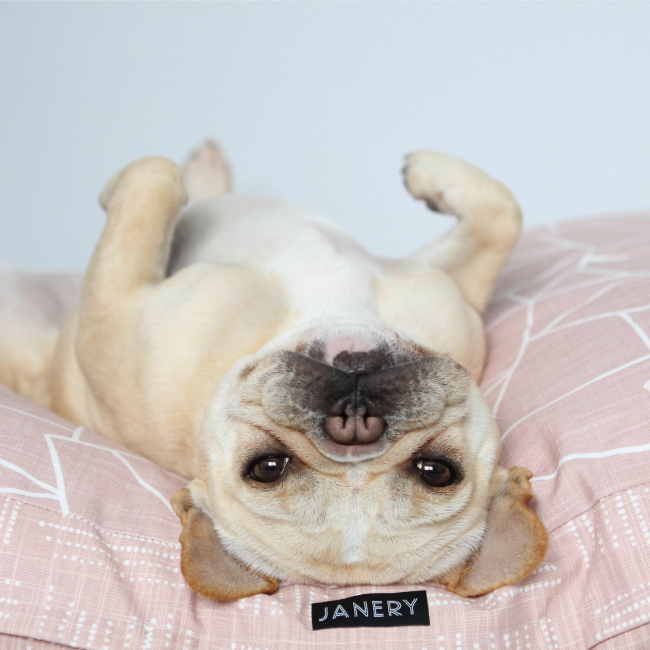 Janery 5 Ways To Help Your Dog Feel Like They Belong