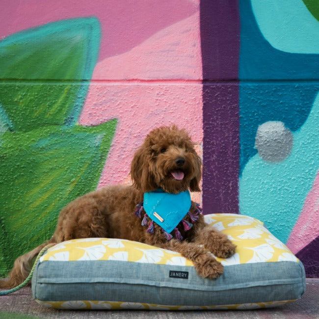 Janery Charlie Cushion Ginkgo Kiara Mini Goldendoodle