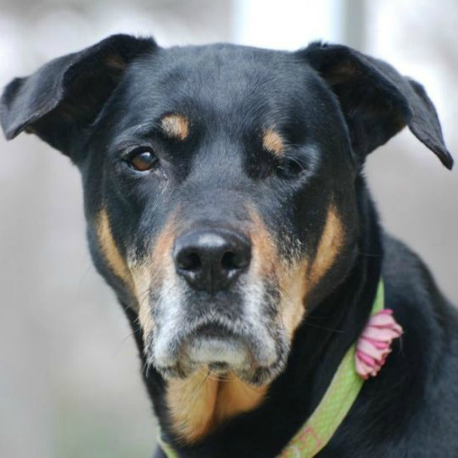 Finding Charlie: The Dog Who Inspired Janery