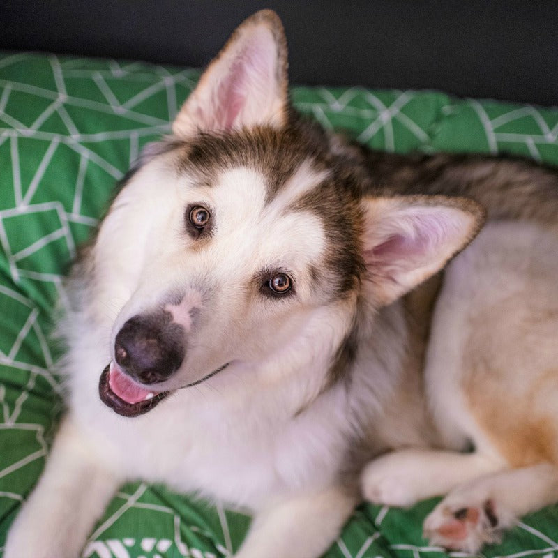 Meet the Janery Model: Kota