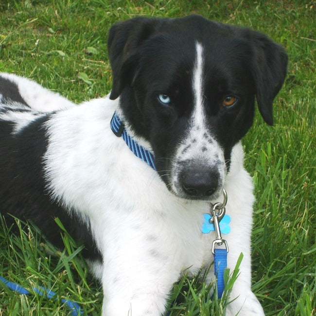 Merlin's Story, Part 2: How to potty train a puppy, Merlin style