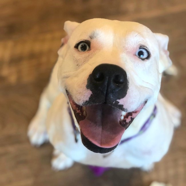 You Made a Difference for People & their Pets Last Year