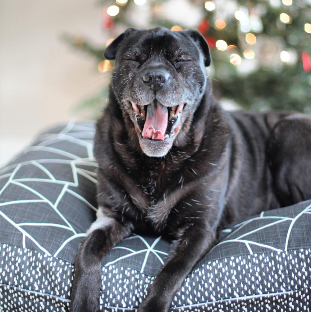 Janery - Fabulous Pet Beds & Home Accessories