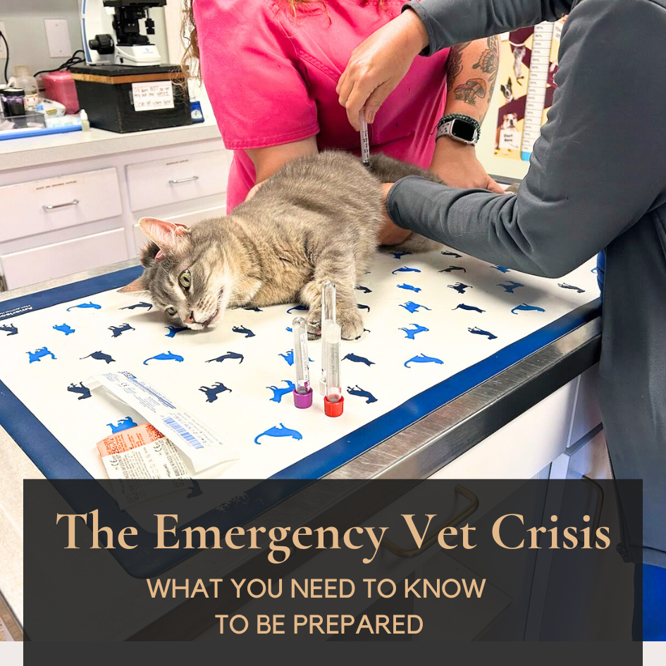 Veterinary ER Shortage Prepare for Pet Emergencies & Long Wait Times