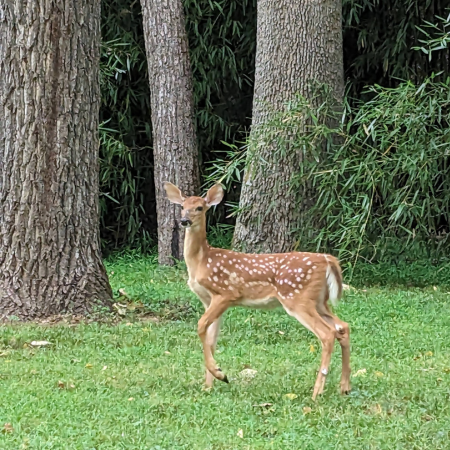 How To Keep Wildlife Hydrated During Drought