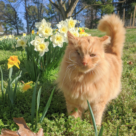 Janery Tips For Managing Allergies with Pets