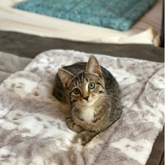 Janery Faux Fur Catnip Cuddler Hanx the Manx