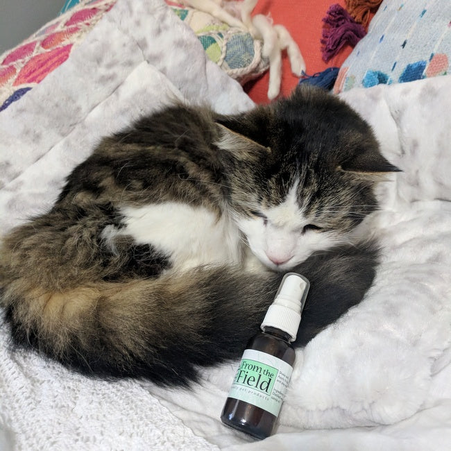 Avoid Cat-astrophe, Stock Up on Our New Catnip Spray!