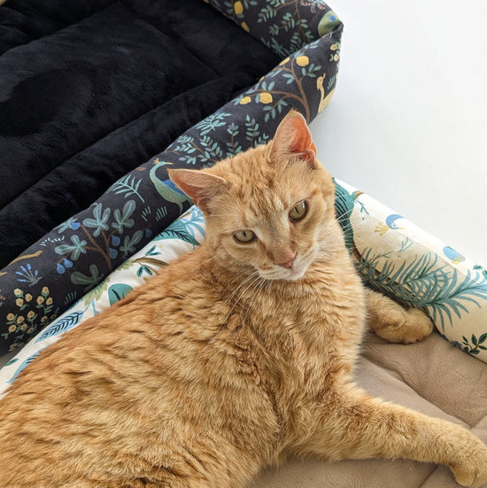Catnip Cuddler | Rifle Paper Peacocks