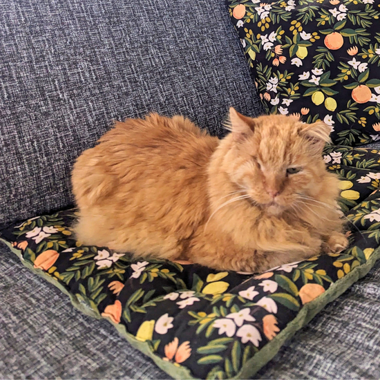 Catnip Mat | Rifle Paper Citrus Black